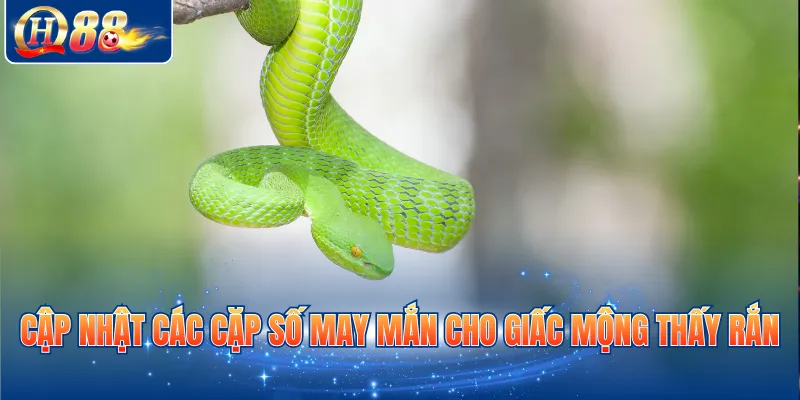 Cập nhật các cặp số may mắn cho giấc mộng thấy rắn
